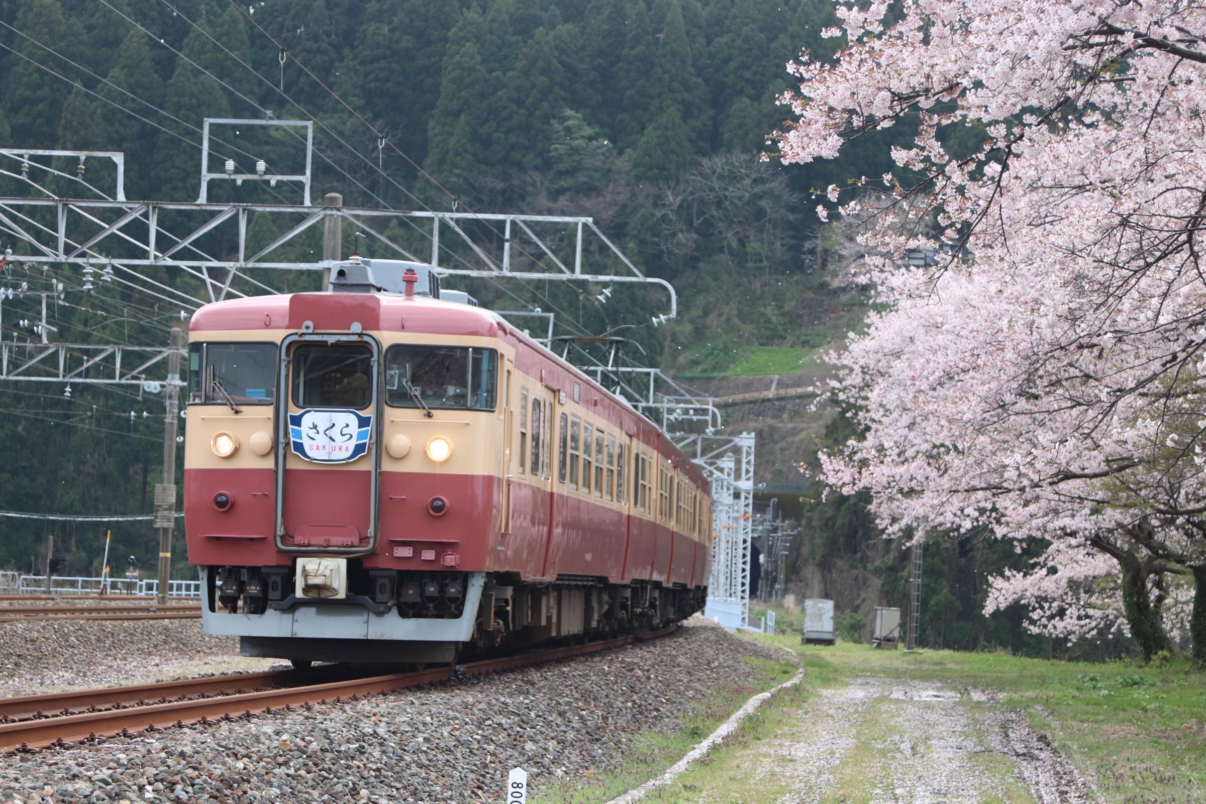 ４月１６日　本日の能生の桜