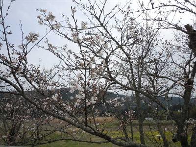 国吉駅の桜