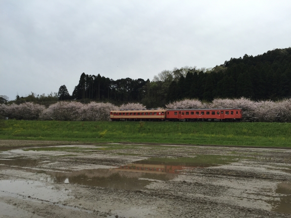 Hanami, Japanese style cherry-blossom viewing.